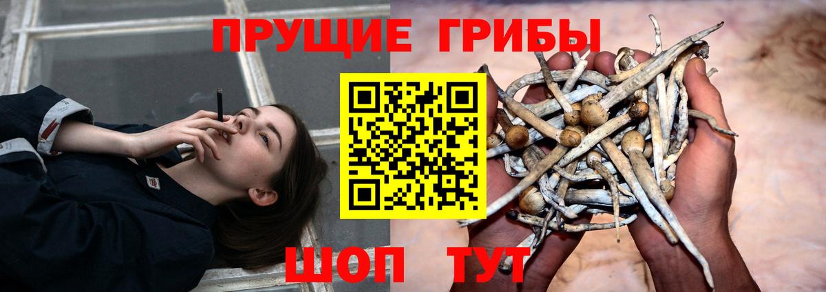 Новомосковск  Псилоцибиновые грибы MAGIC MUSHROOMS  Вход с VPN  Псилоцибиновые грибы Psilocybe 